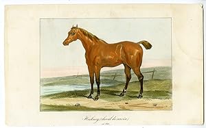 Antique Print-HACKNEY HORSE-PORTRAIT-FIELD-Anonymous-1820