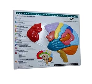 Seller image for Brain Model & Puzzle : Anatomy & Functional Areas of the Brain for sale by GreatBookPrices