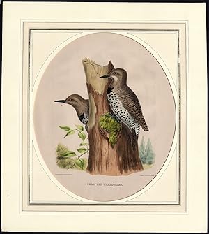 Antique Print-BIRD-ORNITHOLOGY-GILDED FLICKER-Elliot-1866