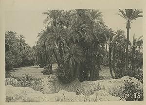 Morocco Marrakech Palm Trees Forest Old Photo Felix 1930