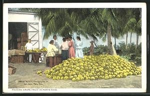 Postcard Porto Rico, Packing Grape Fruit