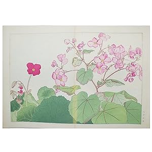 SERIE SEIYO SOKA ZOFU (PLANTAS Y FLORES OCCIDENTALES)