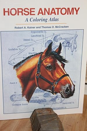 Horse Anatomy