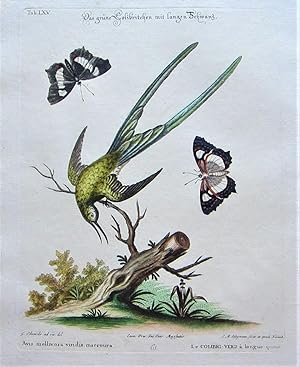 Das grüne Colibritchen mit langen Schwanz.