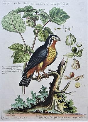 Bild des Verkufers fr Der kleine schwarze und oranienfarbe, indianische Falck. zum Verkauf von Angelika C. J. Friebe Ltd. - MapWoman