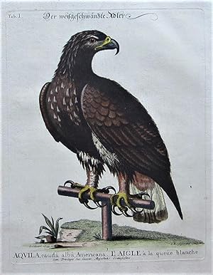 Bild des Verkufers fr Der weigeschwnzte Adler. zum Verkauf von Angelika C. J. Friebe Ltd. - MapWoman