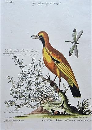 Bild des Verkufers fr Der goldene Paradiesvogel. zum Verkauf von Angelika C. J. Friebe Ltd. - MapWoman