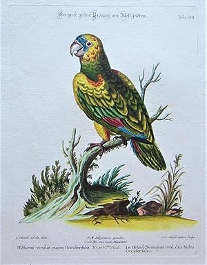 Bild des Verkufers fr Der groe grne Papagei aus West-Indien. zum Verkauf von Angelika C. J. Friebe Ltd. - MapWoman