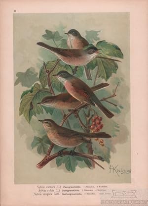 Bild des Verkufers fr Zaungrasmcke. Dorngrasmcke. Gartengrasmcke Chromolithographie zum Verkauf von Leipziger Antiquariat