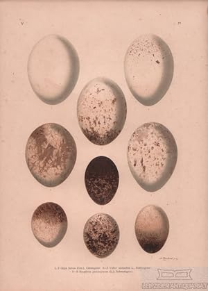 Eier Geier Chromolithographie