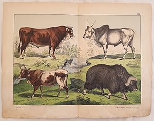 Bild des Verkufers fr BUE DOMESTICO (Bos taurus), ZEBU o BUE INDIANO (Bos indicus) BUE MUSCHIATO (Ovibos moschatus) TAVOLA XXIII, zum Verkauf von Sephora di Elena Serru