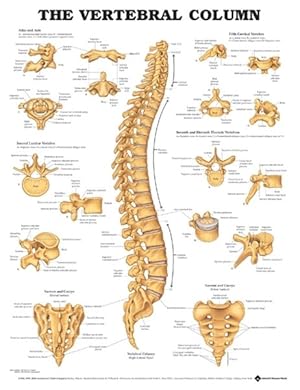 Seller image for Vertebral Column Anatomical Chart for sale by GreatBookPricesUK