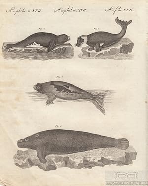 Bild des Verkufers fr Amphibien. Tafel XVII. Robben. Seehund Originalkupferstich zum Verkauf von Leipziger Antiquariat