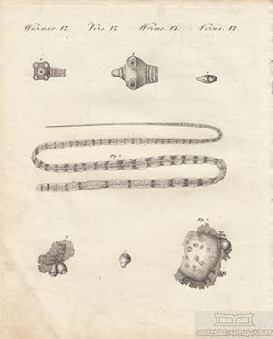 Bild des Verkufers fr Wrmer. Tafel VI. Bandwurm Originalkupferstich zum Verkauf von Leipziger Antiquariat