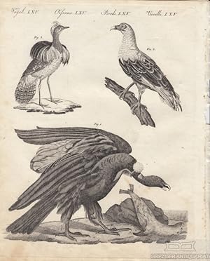 Vögel. Tafel LXV. Geier. Kondor Originalkupferstich