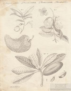 Bild des Verkufers fr Pflanzen. Tafel LXXIX. Guave Originalkupferstich zum Verkauf von Leipziger Antiquariat