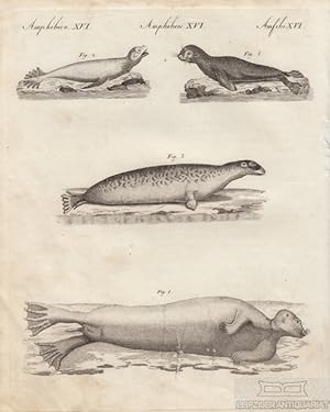 Bild des Verkufers fr Amphibien. Tafel XVI. Robben. Seehund Originalkupferstich zum Verkauf von Leipziger Antiquariat