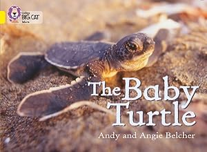 Imagen del vendedor de Baby Turtle a la venta por GreatBookPricesUK