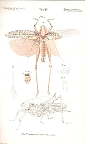 Nonnulla Orthoptera Europaea nova vel minus cognita