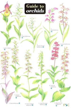 Seller image for Guide to Orchids (Identification Chart) for sale by PEMBERLEY NATURAL HISTORY BOOKS BA, ABA