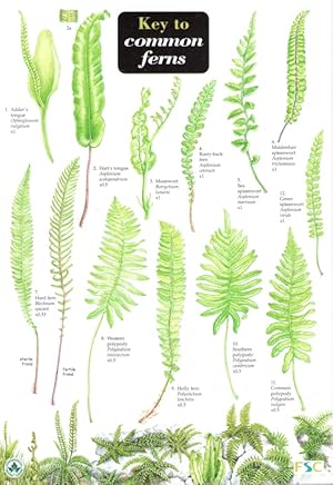 Guide to Common Ferns (Identification Chart)