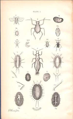 Injurious Insects, New and Little Known