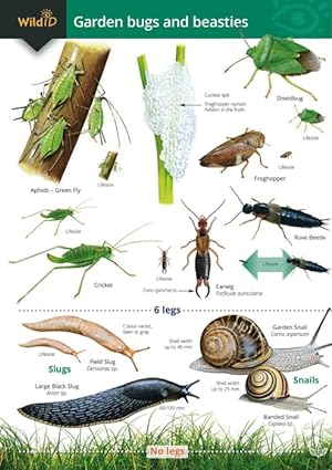 Garden bugs and beasties (Identification Chart)