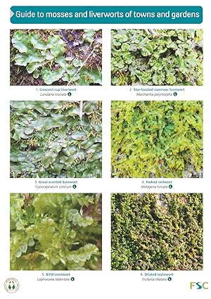 Guide to mosses and liverworts of towns and gardens (Identification Chart)