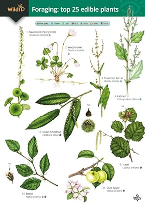 Seller image for Guide to foraging: top 25 edible plants (Identification Chart) for sale by PEMBERLEY NATURAL HISTORY BOOKS BA, ABA
