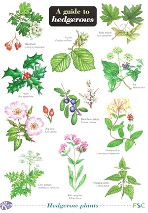 A Guide to hedgerows (Identification Chart)