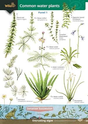 Bild des Verkufers fr Guide to Commoner Water Plants (Identification Chart) zum Verkauf von PEMBERLEY NATURAL HISTORY BOOKS BA, ABA