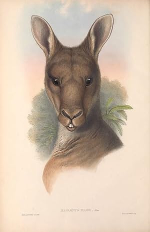 Mammals of Australia. Vol. II (Kangaroos & Wallabies)