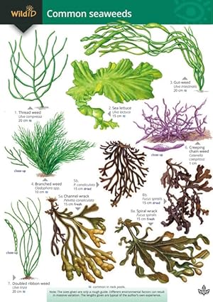 A Guide to Common Seaweeds (Identification Chart)