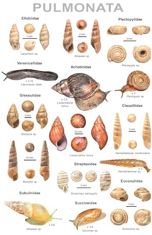 Seller image for An illustrated guide to the land snails of Nepal for sale by PEMBERLEY NATURAL HISTORY BOOKS BA, ABA