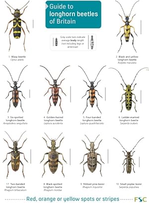 Image du vendeur pour A guide to longhorn beetles of Britain (Identification Chart) mis en vente par PEMBERLEY NATURAL HISTORY BOOKS BA, ABA