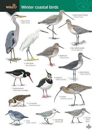 Seller image for Guide to Winter Coastal Birds (Identification Chart) for sale by PEMBERLEY NATURAL HISTORY BOOKS BA, ABA