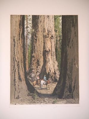 [Giant sequoia tree].