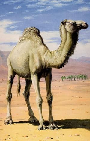 Arabian Thirsty Camel Painting Childrens 1970s Ladybird Book Postcard