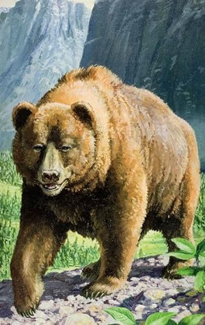 1970s Grizzly Bear Painting Ladybird Childrens Book Postcard