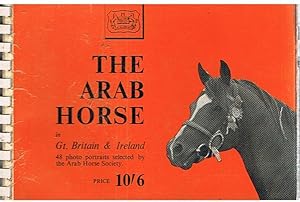 The Arab horse in GT. Britain é Ireland - some typical camera portraits