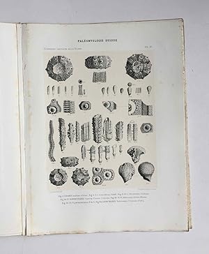 Echinologie Helvetique. Description des oursins fossiles de la Suisse. Deuxieme partie: Echinides...