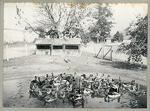 Campagne française, élevage de canards, vers 1910