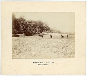 France, Monsures, vaches au pré, août 1901