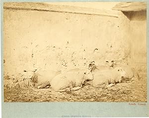 Achille Quinet, France, étude d'après nature, moutons