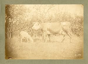 Giraudon, Etudes pour peintre - Moutons et vaches