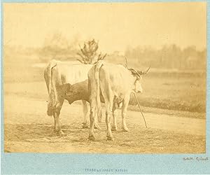 Achille Quinet, France, étude d'après nature, boeufs blancs