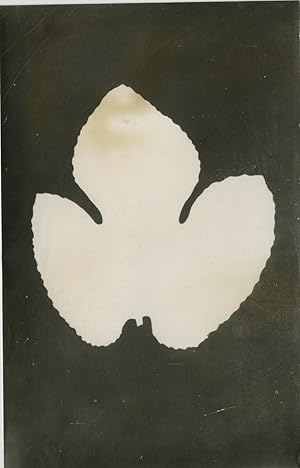 Photogramme, Feuille