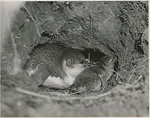 Australie, Pingouins "Eudyptula Minor".