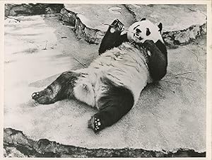 Etats-Unis, un Panda.