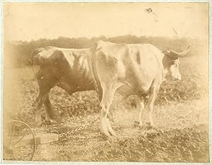 France, étude d'après nature, boeufs de labour